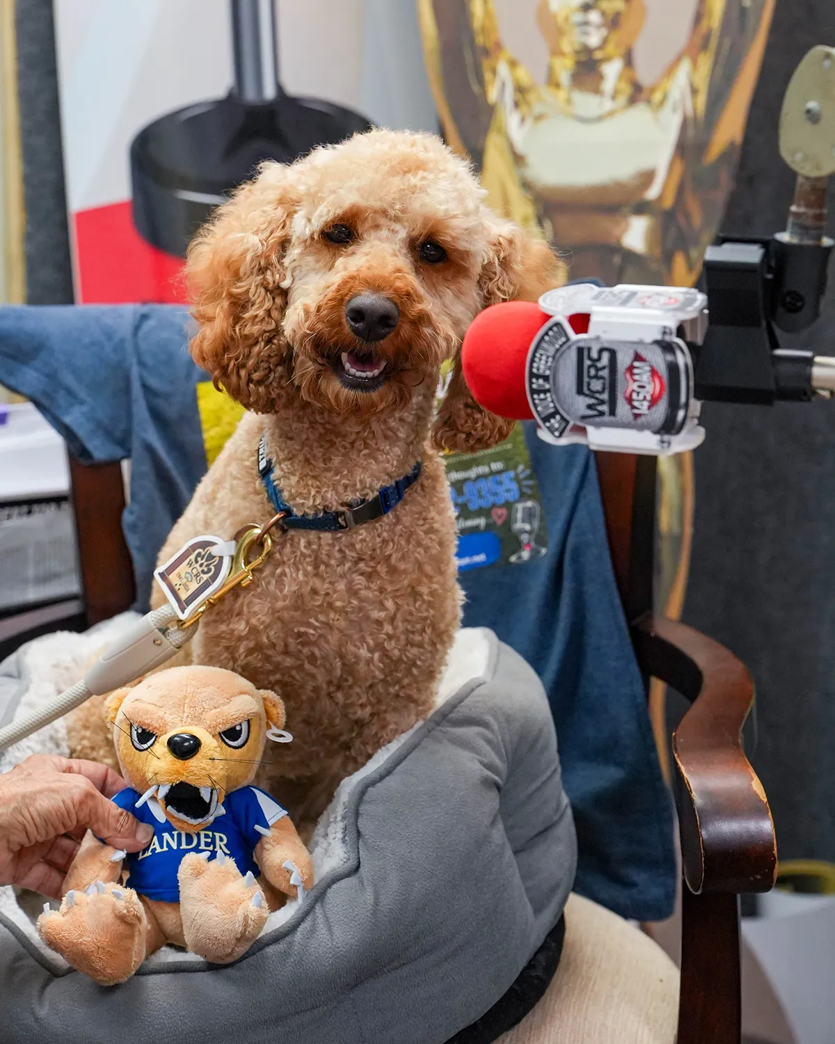 Princess Penny - apricot poodle